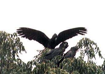 Red-tailed Black Cockatoos at Abberton