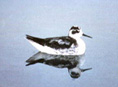 Red-necked Phalarope at Helidon