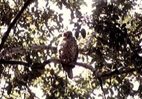 Powerful Owl